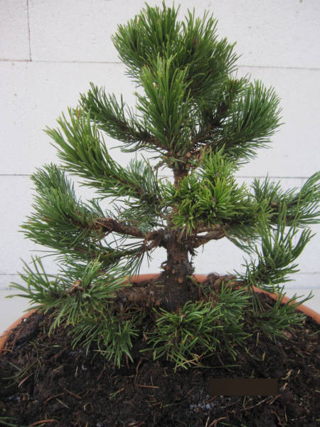 Pinus densiflora Edsal Wood 2